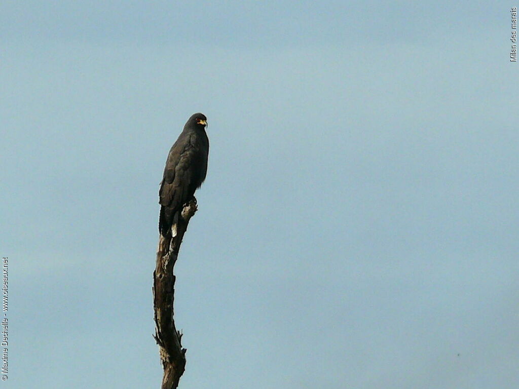 Snail Kite