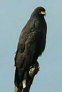 Snail Kite