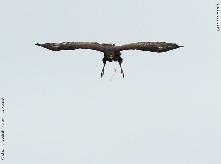 Snail Kite, Flight, Behaviour