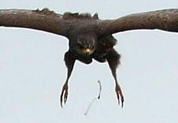 Snail Kite