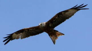 Red Kite