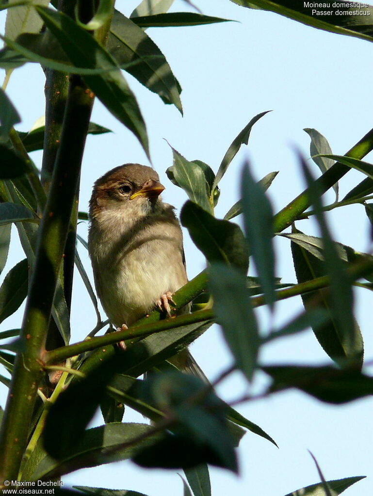 House Sparrow