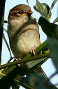 Moineau domestique