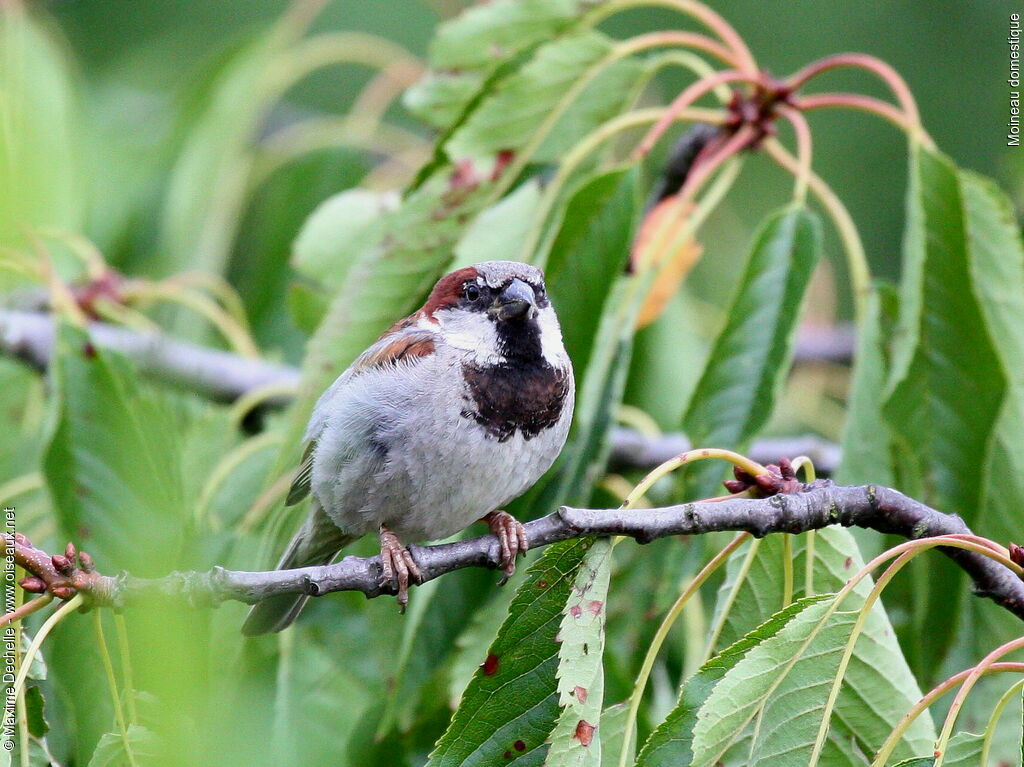 Moineau domestique mâle adulte