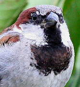 House Sparrow