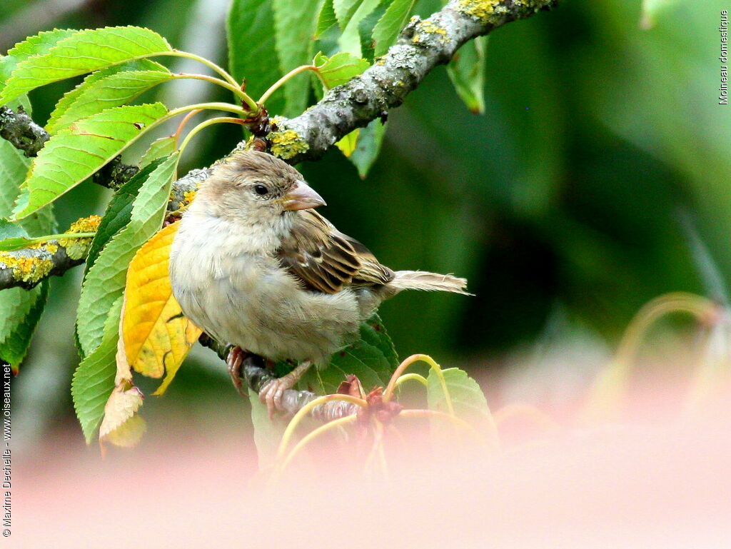 Moineau domestique femelle adulte