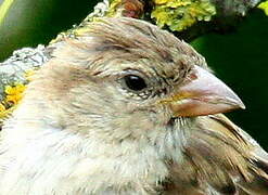 House Sparrow