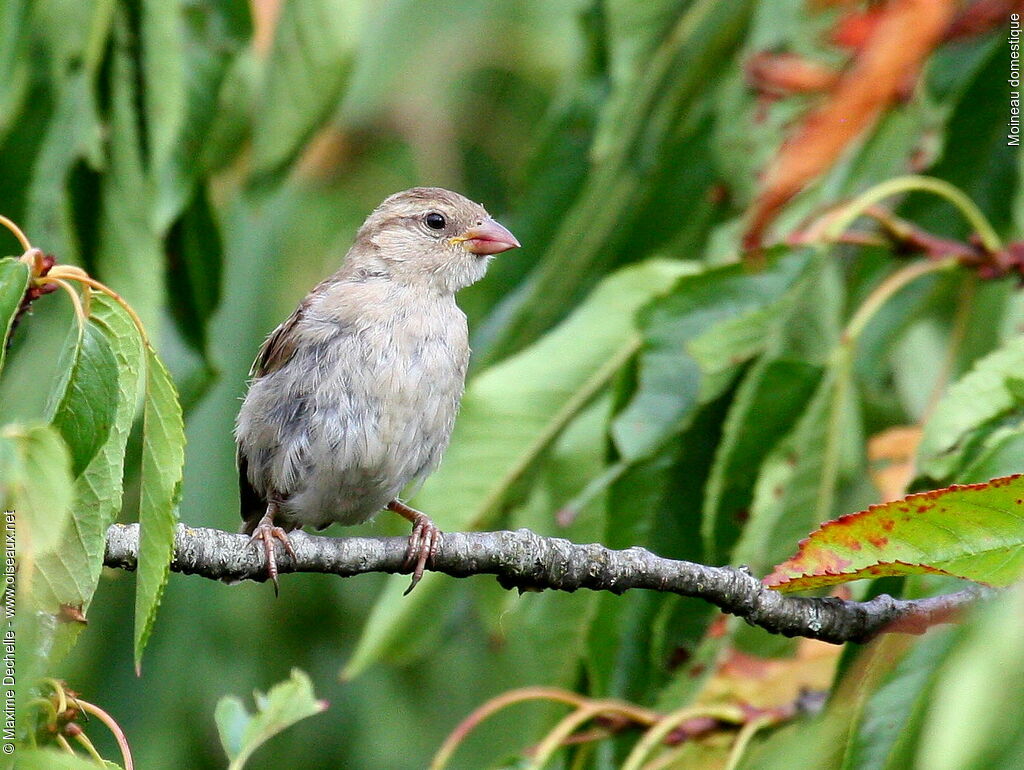 Moineau domestique femelle adulte