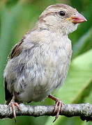 Moineau domestique