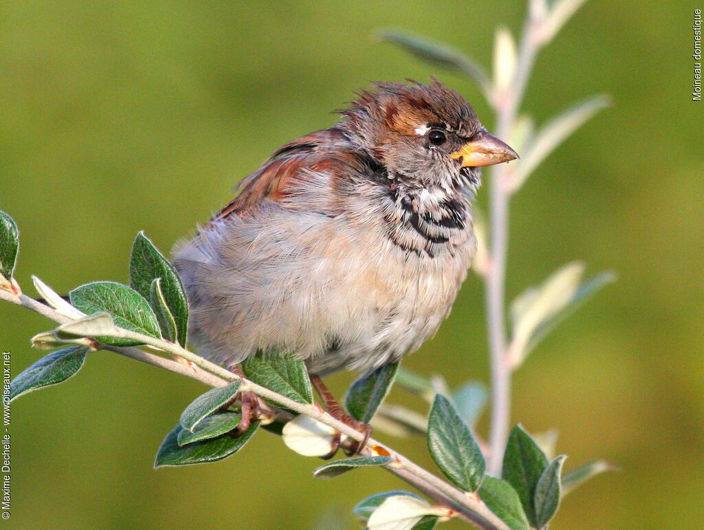 Moineau domestique mâle immature