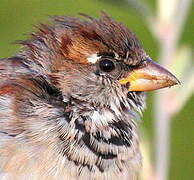 House Sparrow