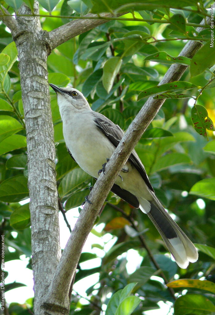 Tropical Mockingbird