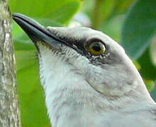 Tropical Mockingbird