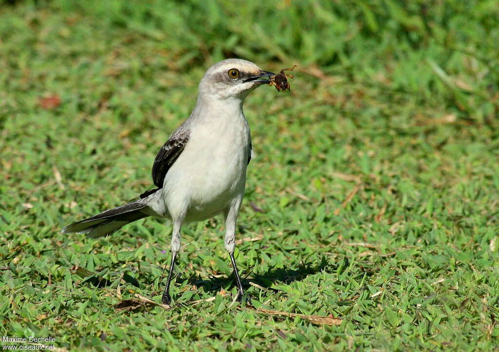 Tropical Mockingbirdadult, feeding habits, fishing/hunting