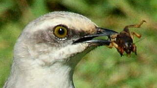 Tropical Mockingbird