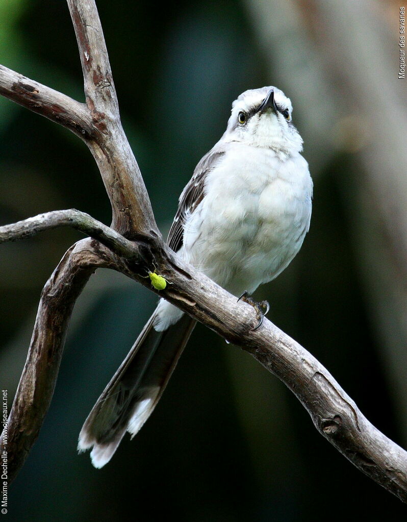 Moqueur des savanes, identification