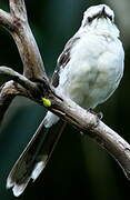 Tropical Mockingbird