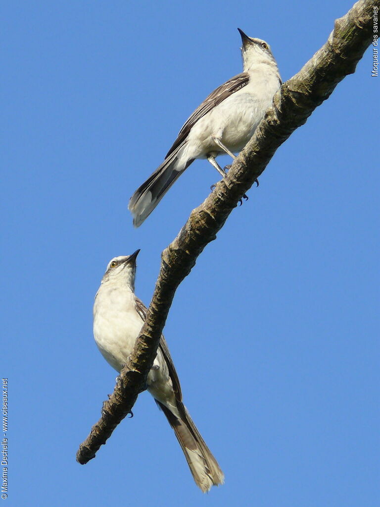 Tropical Mockingbird adult