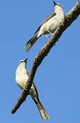 Tropical Mockingbird