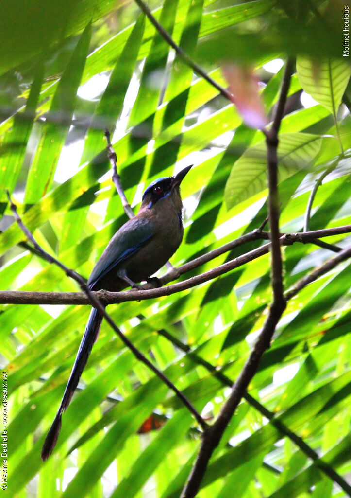 Motmot houtouc, identification