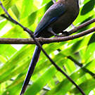 Motmot houtouc