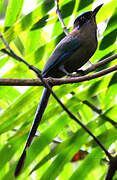 Amazonian Motmot