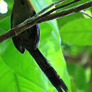 Motmot houtouc