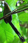 Amazonian Motmot