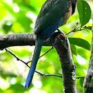 Motmot houtouc