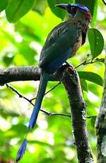 Motmot houtouc