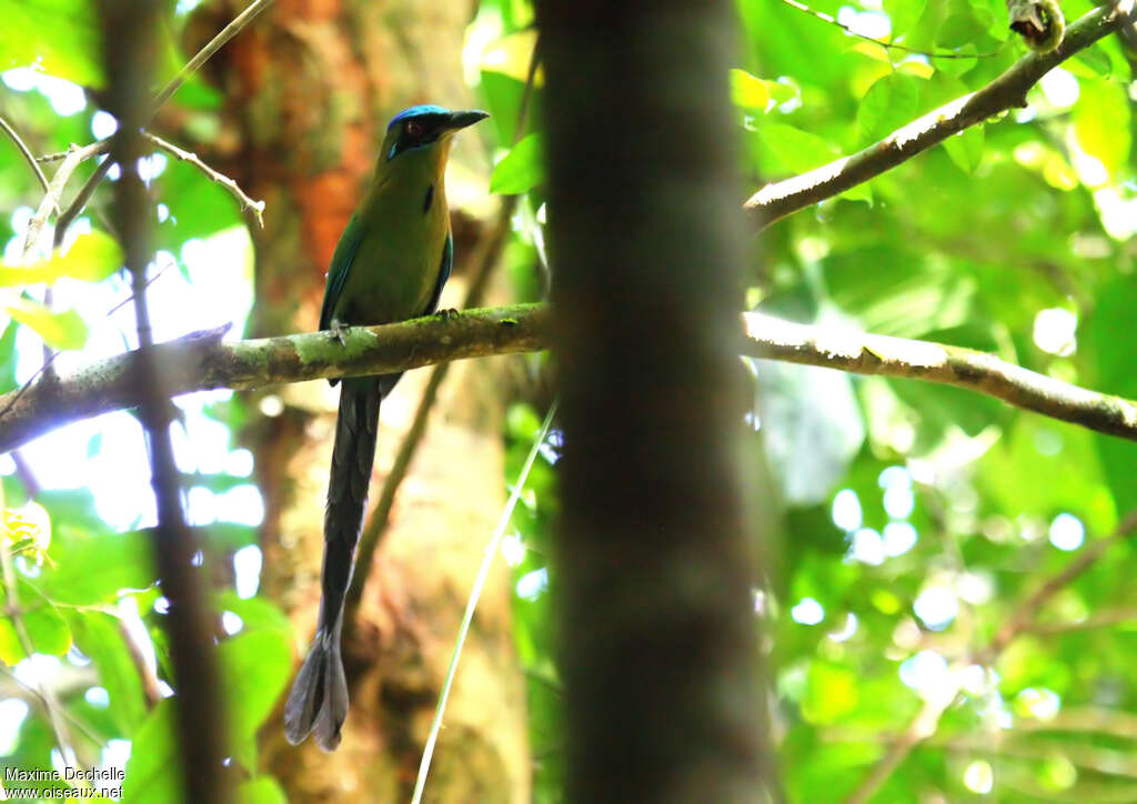 Amazonian Motmot, identification