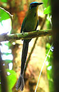 Motmot houtouc