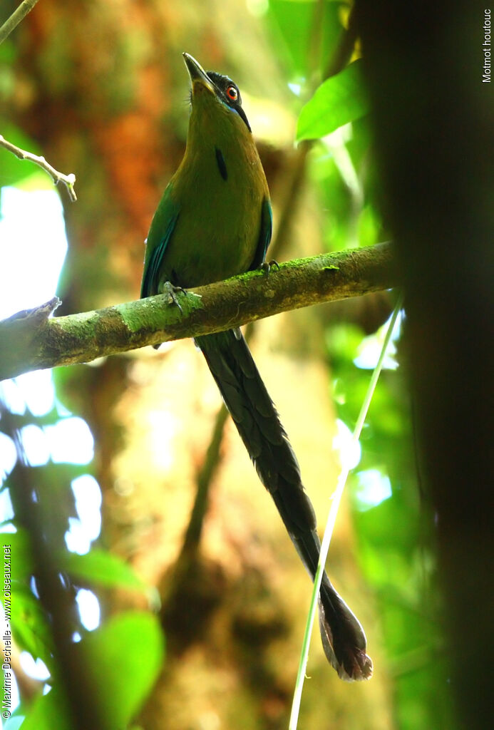 Motmot houtouc, identification