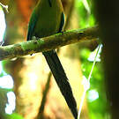 Motmot houtouc