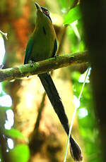 Motmot houtouc