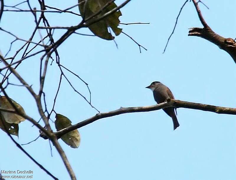 White-throated Pewee