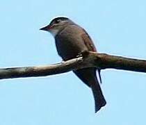 White-throated Pewee