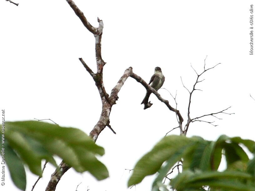 Olive-sided Flycatcher