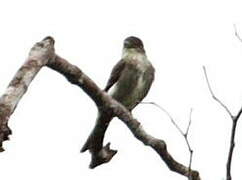 Olive-sided Flycatcher