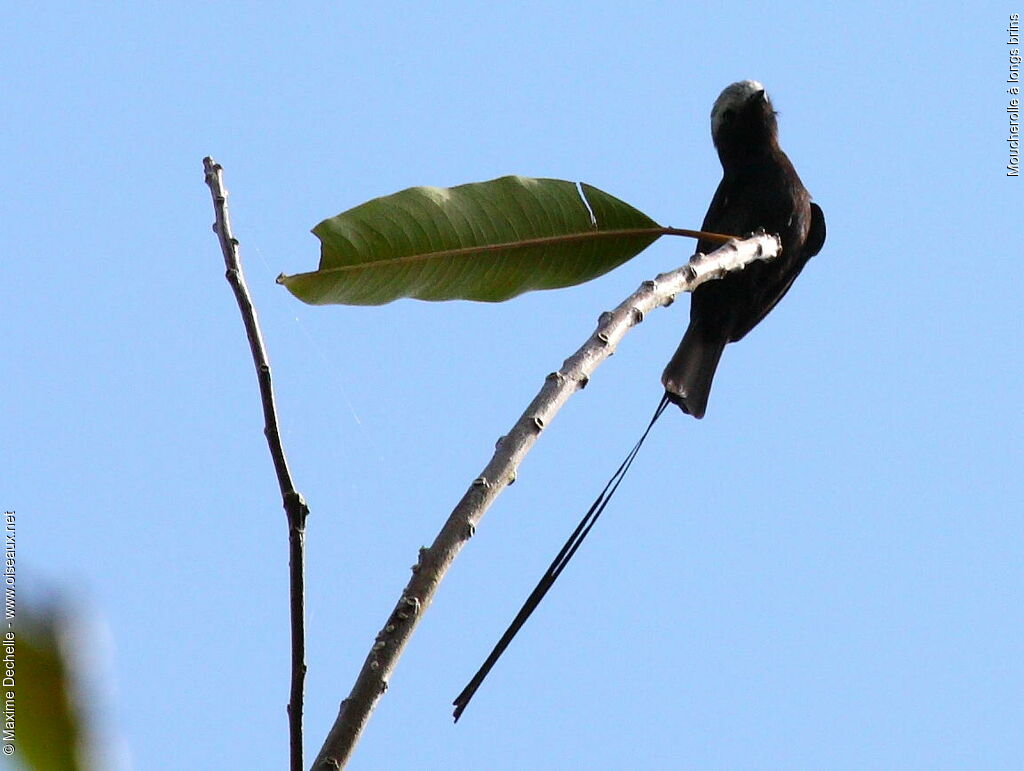 Long-tailed Tyrant