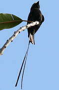 Long-tailed Tyrant