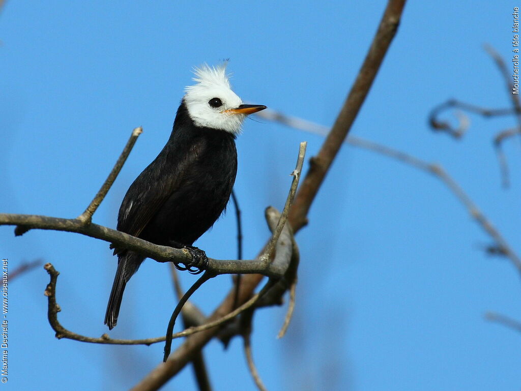 White-headed Marsh Tyrant male adult, identification