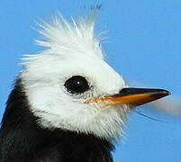 White-headed Marsh Tyrant