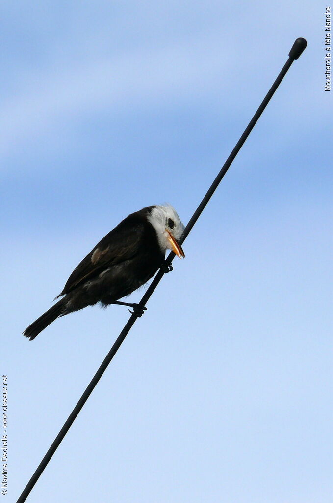 White-headed Marsh Tyrant male adult