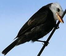 White-headed Marsh Tyrant