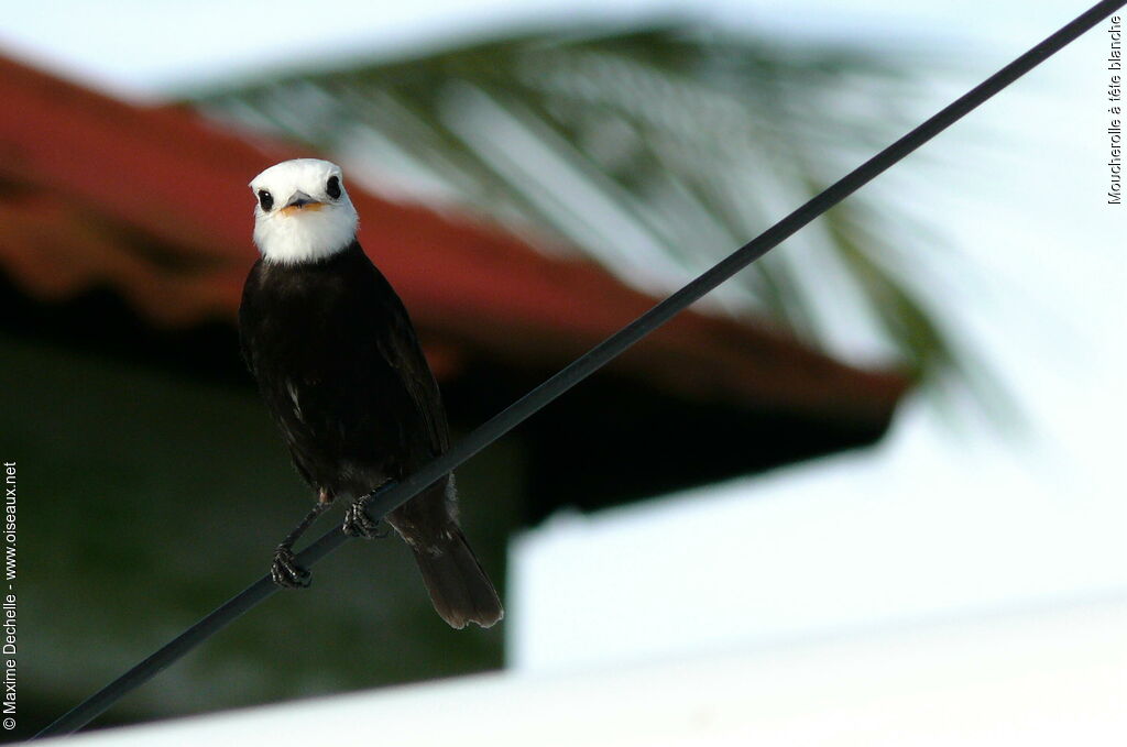 White-headed Marsh Tyrant male adult