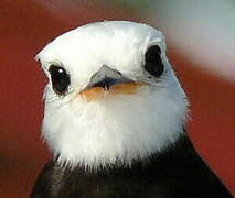 White-headed Marsh Tyrant