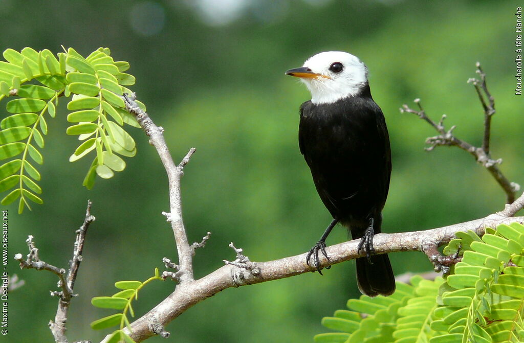 White-headed Marsh Tyrant male adult