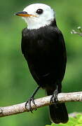 White-headed Marsh Tyrant