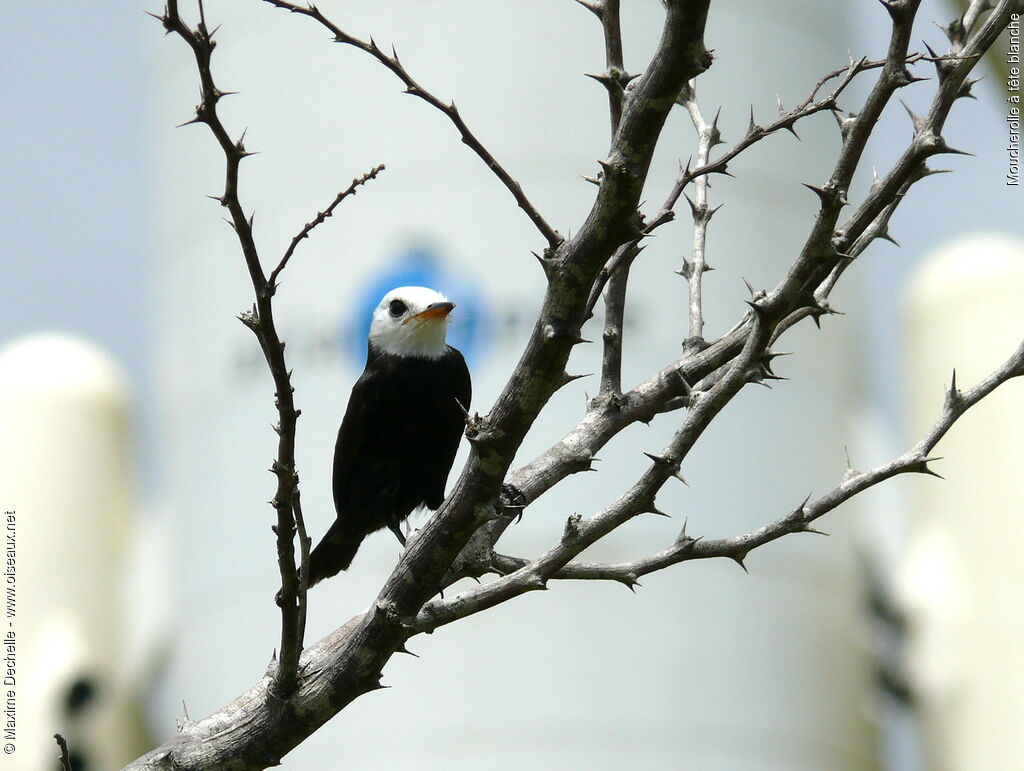 White-headed Marsh Tyrant male adult